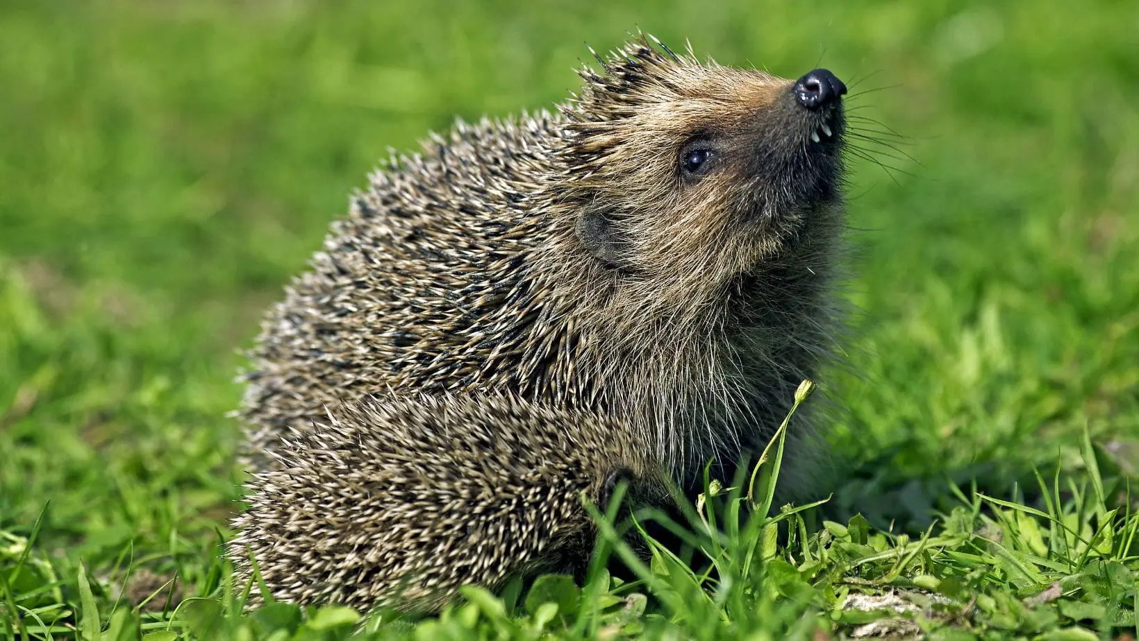 a hedgehog on a lawn, looking up at the sky