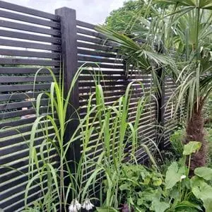 a palm tree and extensive range of foliage in front a of a black, slatted fence panel