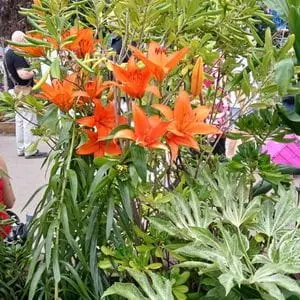 orange lilies surrounded by ferns and other green foliage - part of Dakic Garden Design's The Heart of the Jungle garden