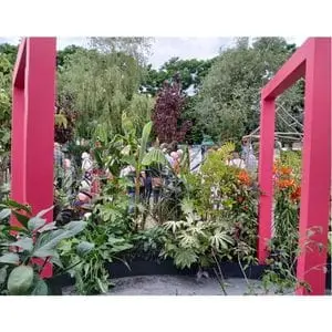 2 square, pink arches across grey porcelain paving, surrounded by a vast array of plants - part of Dakic Garden Design's Heart of the Jungle show garden