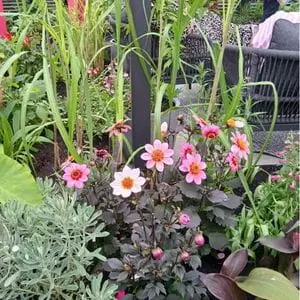 pretty pink flowers surrounded by a variety of green foliage, in front of a garden seating area - part of Dakic Garden Design's The Heart of the Jungle show garden