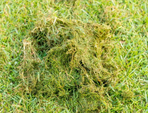 Our Top 10 Tips to Prevent Lawnmowers Leaving Grass Clumps