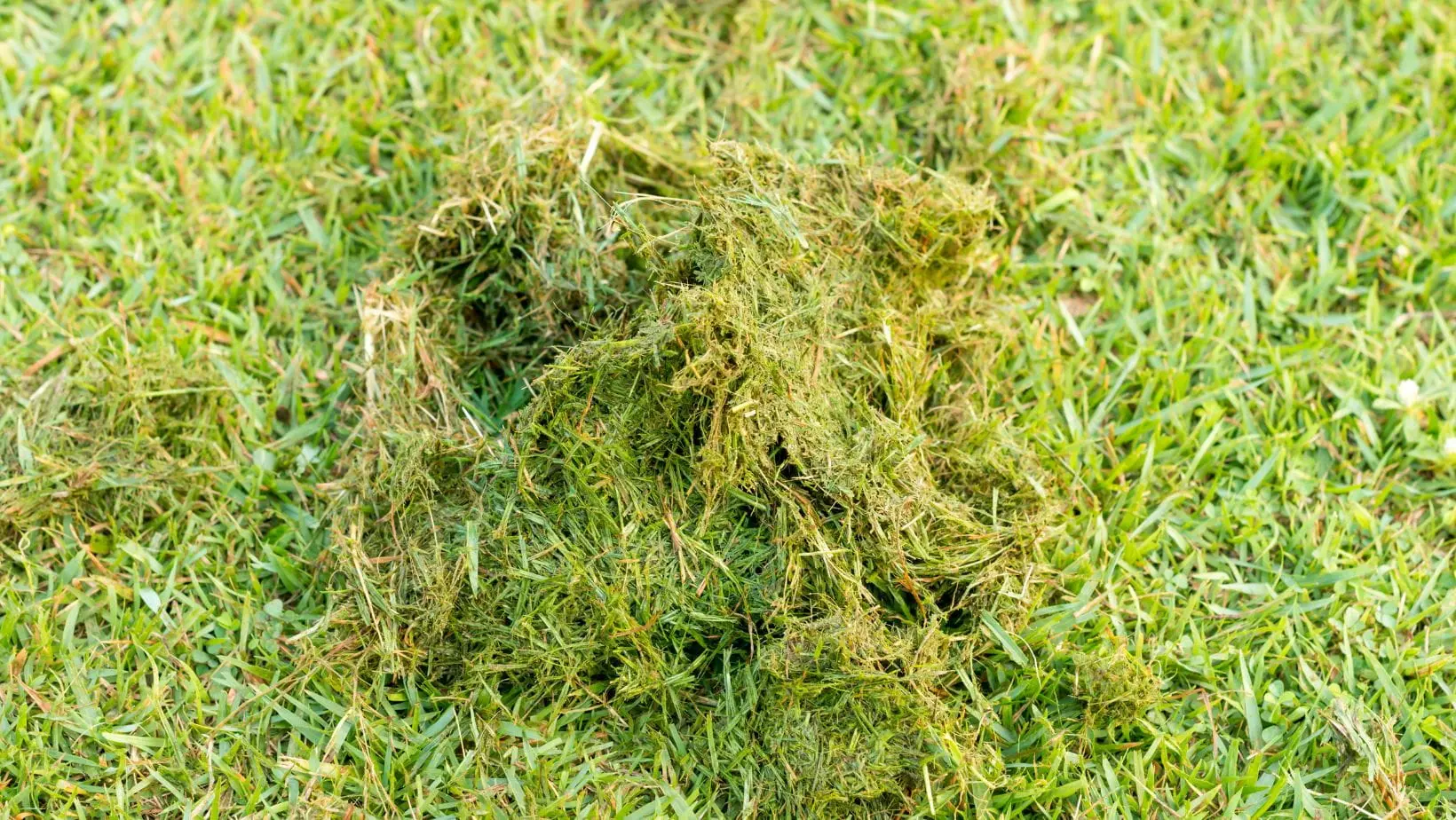 a close up of a clump of grass on a lawn