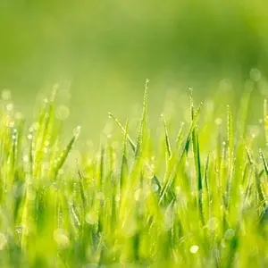a close up of wet grass blades