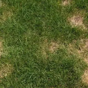 a lawn with brown patches