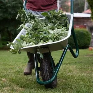 someone pushing a wheelbarrow full of garden waste across a lawn