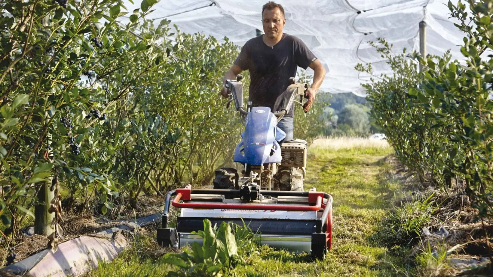 a man using the BCS 738 Two Wheel Tractor to mow a strip of grass between olive trees