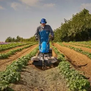 a man wearing a baseball cap and ear defenders, using the BCS 738 Two Wheel Tractor to cultivate soil between rows of plantings in a field