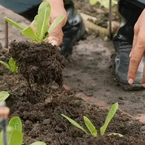 someone crouching down to plant lettuce in a vegetable garden